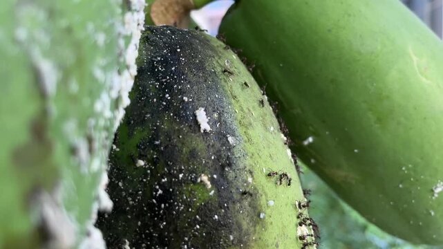 Mealybug Infestation on Unripe Papaya Fruit with Ants 