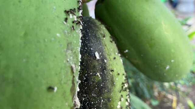 Mealybug Infestation on Unripe Papaya Fruit with Ants