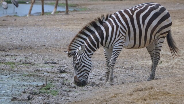Plains Zebra Drinking Water at Pond Edge
