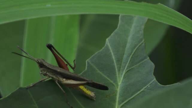 Detailed 4K side profile of a grasshopper clinging to a green leaf.