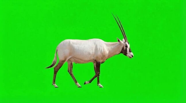 Video of one Gemsbok are walking on the green screen background