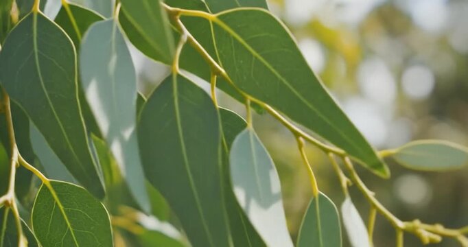 Eucalyptus leaves swaying gently on branch in soft natural sunlight