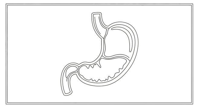 Human Stomach Anatomy Outline Vector Illustration