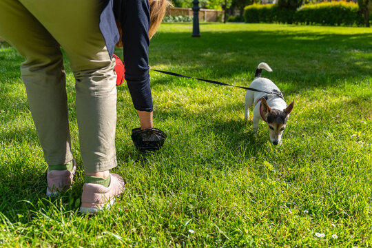 Woman picking up her dog's waste from a park with a bag.