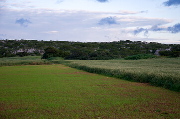 Fototapeta premium Green field with dense vegetation under cloudy sky