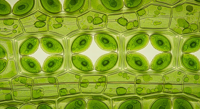 Microscopic view of plant cells: Chloroplast structure in detail
