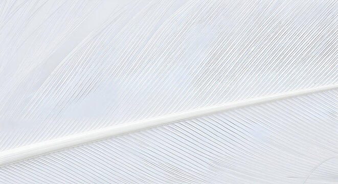 Close-up white bird feather texture for backgrounds
