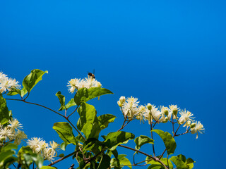 Blooming white flowers with honey bee © anetlanda