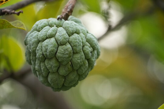 A young green custard apple ripens slowly on a tree branch outdoors.