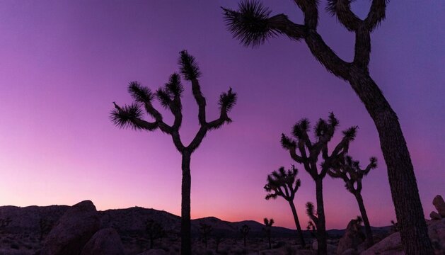 The iconic twisted Joshua trees silhouetted against a pink and purple desert sky. Joshua Tree National Park at Twilight

