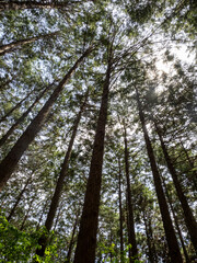 Fototapeta premium Sunlight Filtering Through Tall Cedar Trees in a Japanese Forest