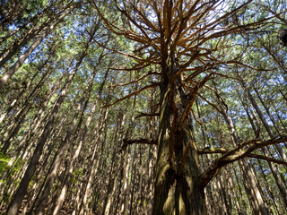 Fototapeta premium Wide View of an Old Tree with Spreading Branches in a Dense Forest