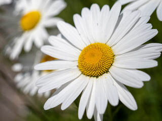 Fototapeta premium Macro Close Up of a White Daisy with a Yellow Center and Soft Bokeh