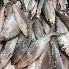 Obraz premium Fresh Milkfish Displayed at Traditional Seafood Fish Market