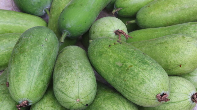 Fresh Ash Gourd Harvest From Farm To Kitchen