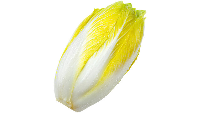 belgian endive, fresh, white, leaf, PNG, on Transparent background