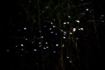 Wilde Blumen