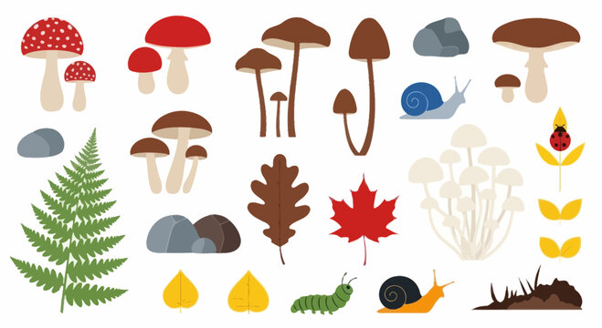 Forest elements collection with mushrooms, leaves, insects and rocks, flat design graphic elements