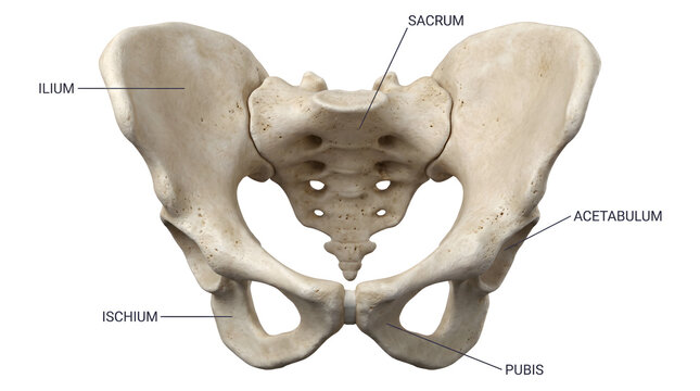 Detailed 3D illustration of human pelvis, anterior view, showcasing sacrum, ilium, ischium, and pubis bones for medical and educational purposes