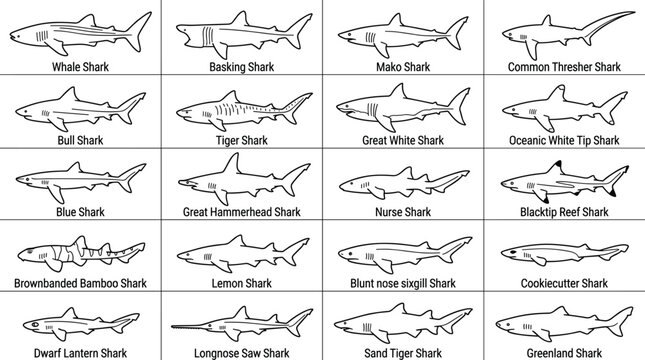 Detailed shark species outline collection featuring marine predators ocean wildlife aquatic biology and scientific identification illustrations
