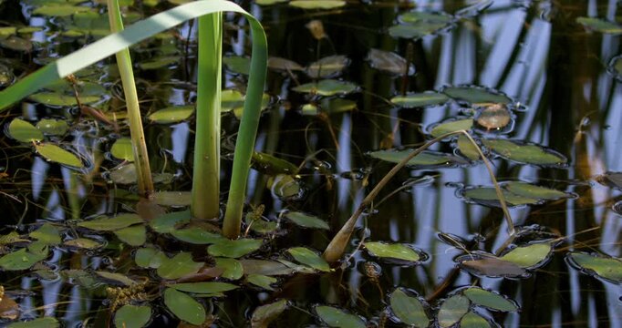 Reflective Water Featuring Tall Grasses And Blooming Lilies At Dawn