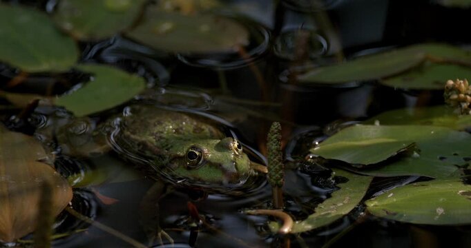 Swamp Creature Well Concealed Among Floating Lily Leaves At Night