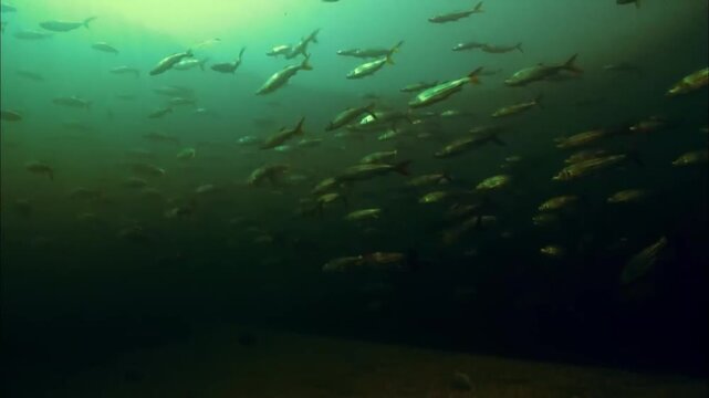 Underwater Shot of Tigerfish School Swimming Against River Current, Hydrocynus Vittatus