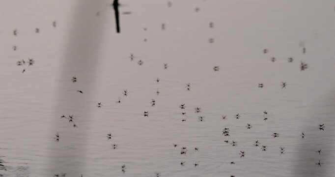 Super Slow Motion Water Insects Skimming At Dawn 