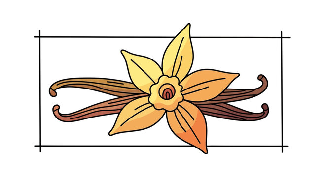 Vanilla Flower and Pods Illustration