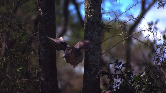 African Goshawk Flying Directly Past Camera in Slow Motion, Wild Bird of Prey Portrait