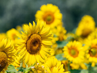 Obraz premium Blooming sunflower field landscape in golden summer countryside