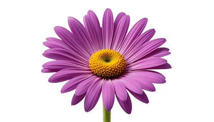 Fototapeta premium Purple daisy flower with yellow center, isolated on white background, purple flower