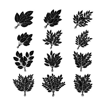 Set of bay leaf bunches, aromatic herbs for cooking, collection of black silhouettes of laurel branches, culinary seasoning, vector illustration