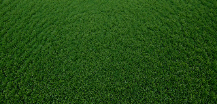 Green grass field with mowed stripes lawn