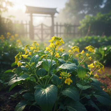 Choy Sum Plant with Yellow Flowers Growing in Morning Rain at Organic Vegetable Farm for Sustainable Agriculture