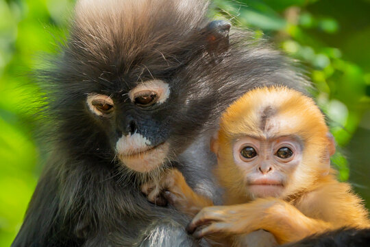 capuchin