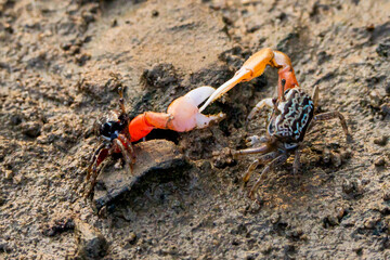 crab on the sand © Benzine