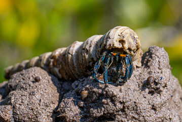 crab on the sand © Benzine