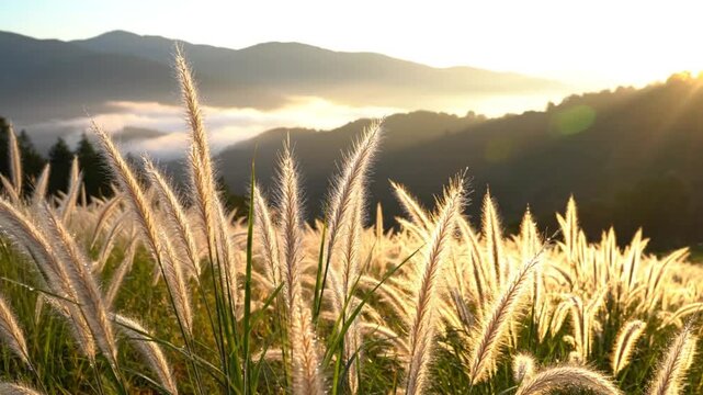 Tranquil sunrise over mountain landscape with sunlit feathery grasses and soft warm glow