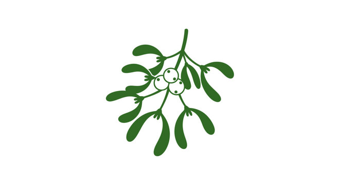 Mistletoe plant with green leaves.
