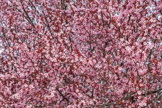 Plum splayed Pissardi (tree), Sicheslavskaya Embankment, Dnipro city, Dnipropetrovsk, Ukraine