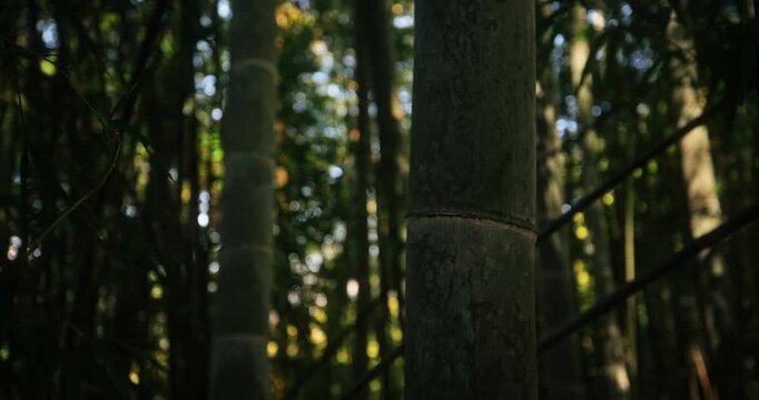 Closeup silhouette of bamboo in beautiful thicket