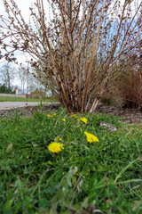 Fototapeta premium Yellow dandelion flowers blooming under green bush