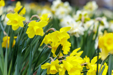 Obraz premium Group of bright yellow daffodils blooming in spring