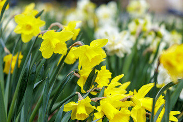 Obraz premium Spring daffodil flowers blooming in countryside garden