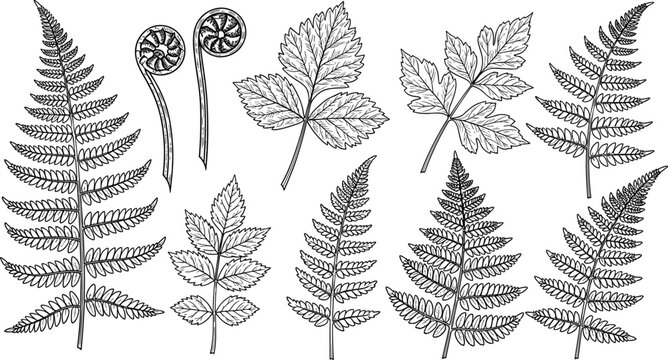 Vintage Fern Leaf and Fiddlehead Botanical Sketch Vector Set Featuring Detailed Forest Fronds and Foliage Elements for Nature Pattern and Wedding Designs