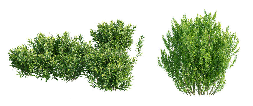 A collection of lush green shrubs and ornamental bushes isolated on a png background. The image features different types of dense foliage, flowering bushes, and natural greenery