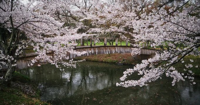 Kid with backpack walking across wooden bridge near beautiful cherry blossom trees - steady cam shot