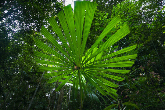 Tropical Fan Palm Beneath the Forest Canopy, Lambir Hills National Park