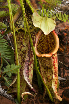 Close-up of two Nepenthes rafflesiana pitchers in natural habitat, Borneo